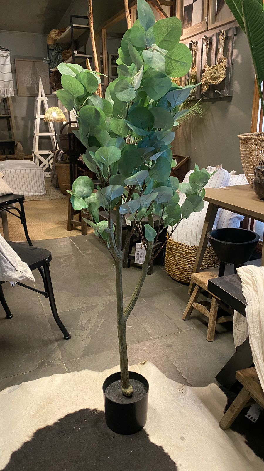 Árbol eucaliptus 120 cm