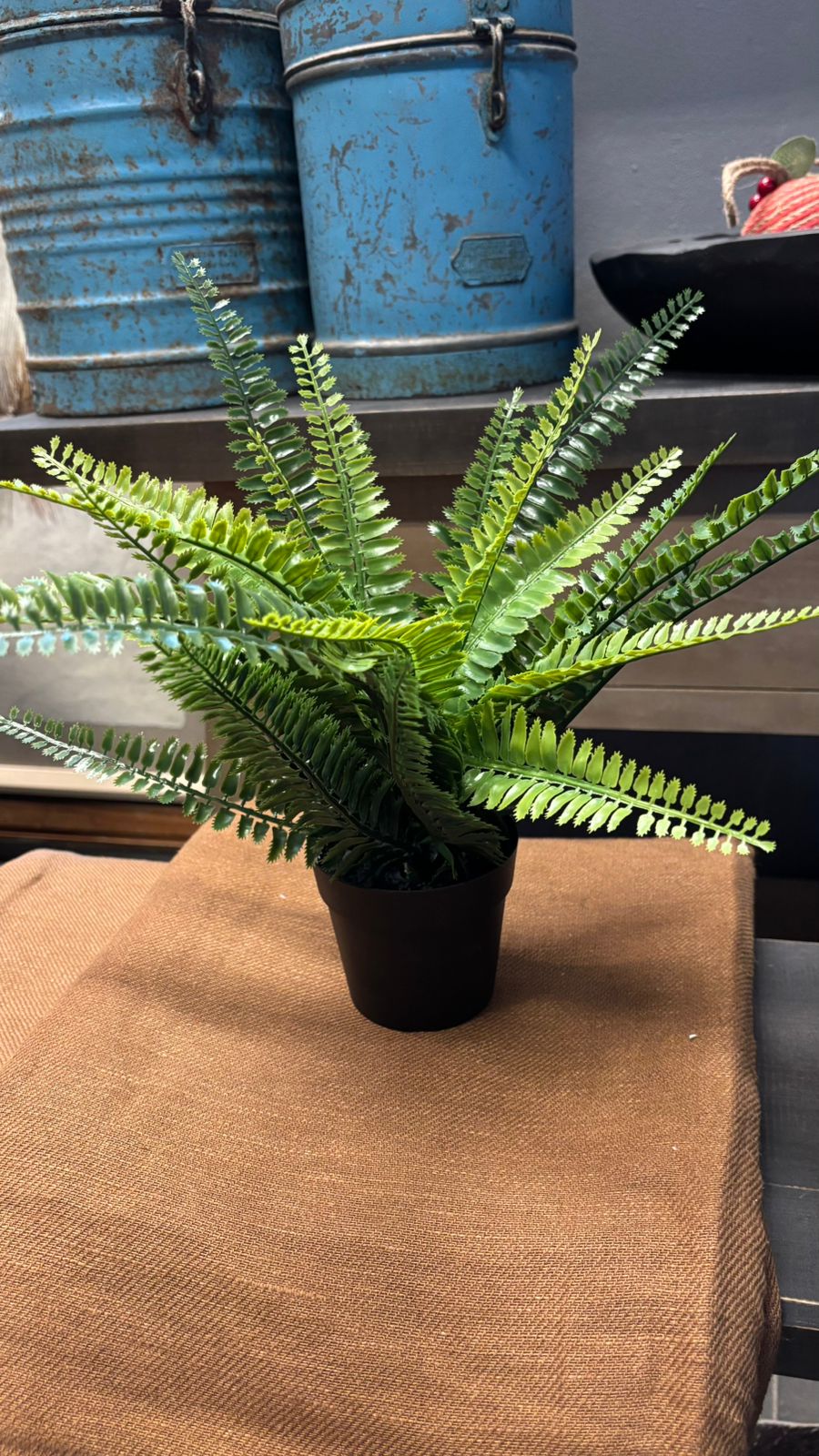 Helecho en maceta