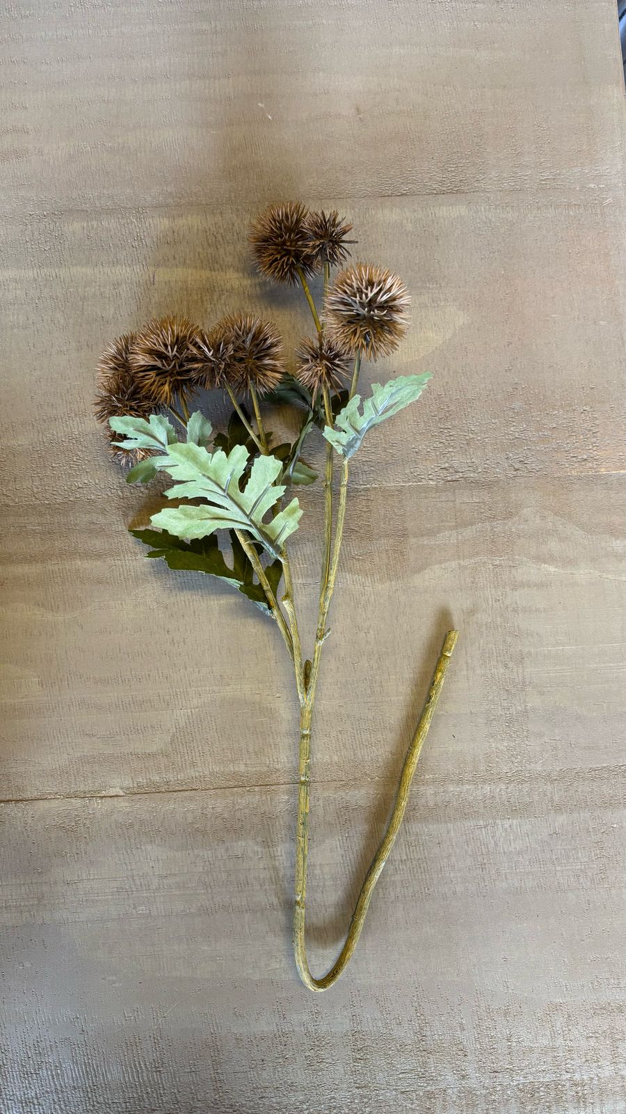 Vara de cardos café