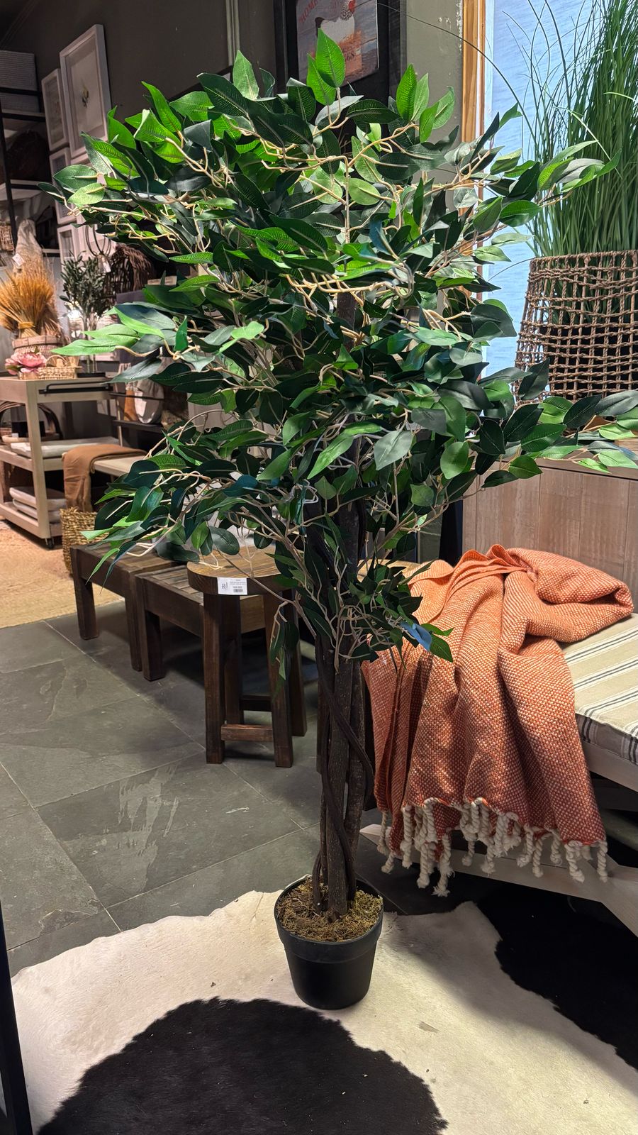 Planta ficcus 120 cm