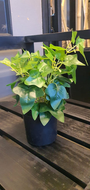 Plantas
