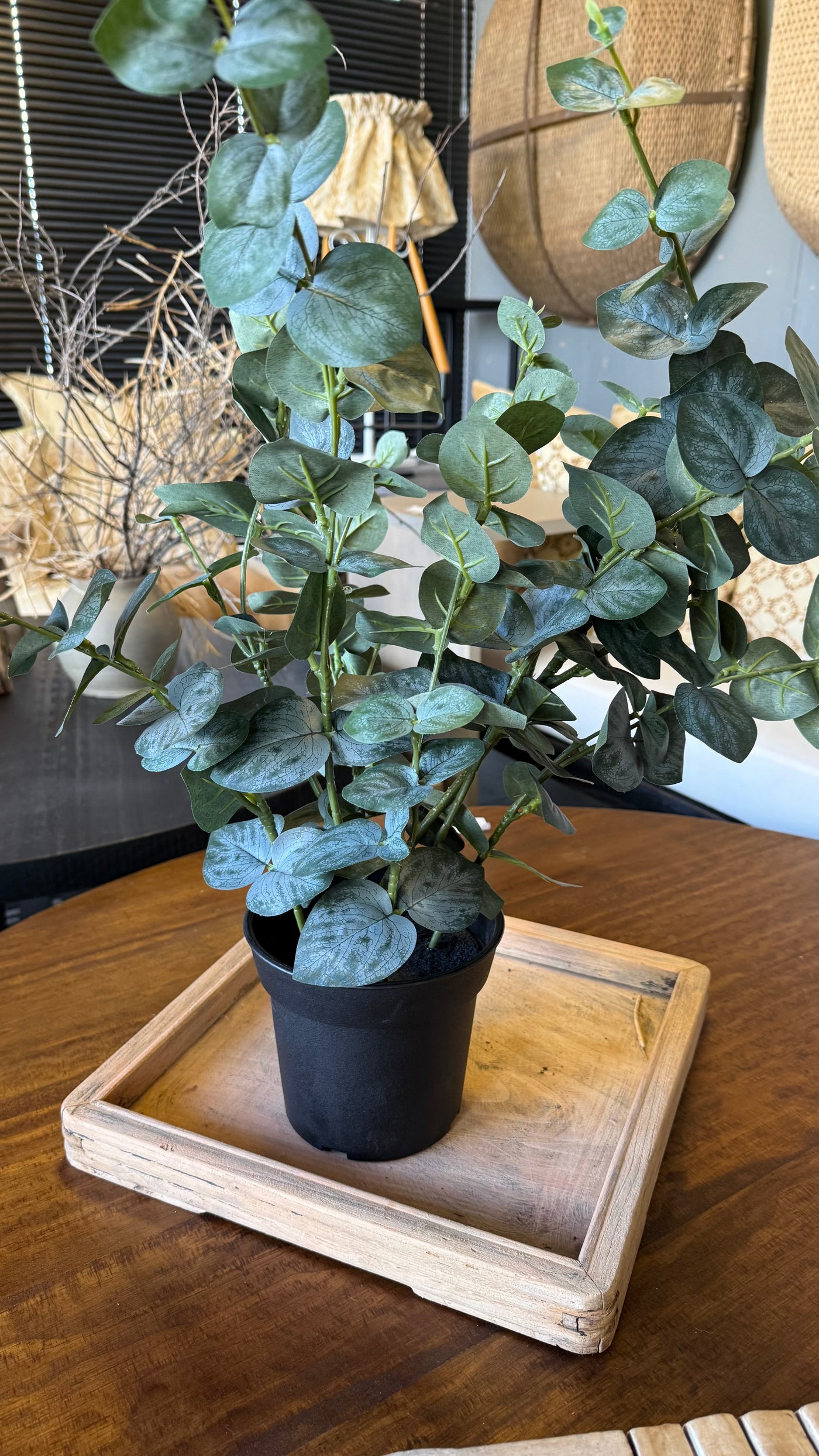 Planta eucalipto — En Maceta Negra Tamaño Mediano 20x20x58