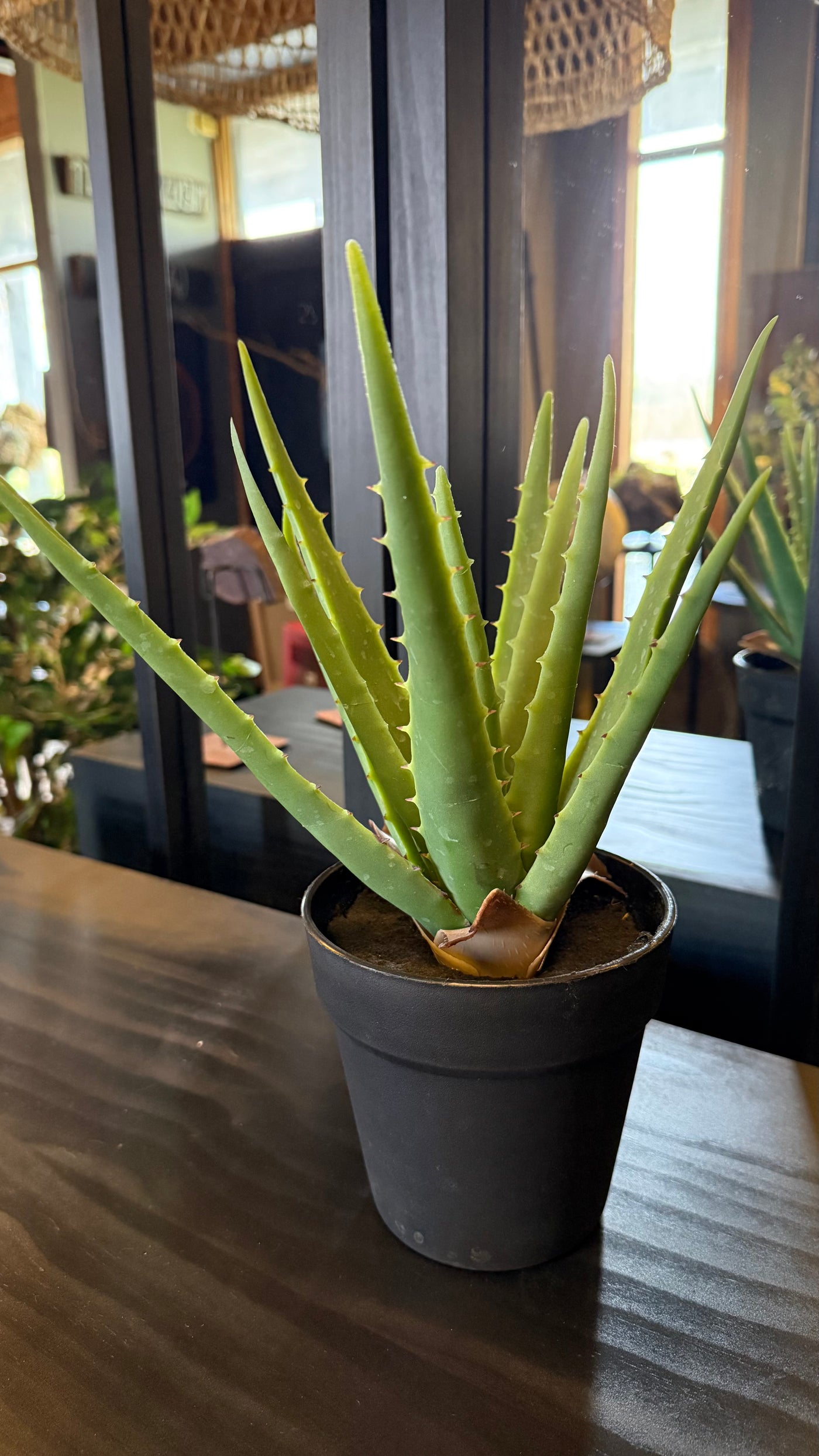 Aloe vera — En Maceta Negra Tamaño Mediano 14x33