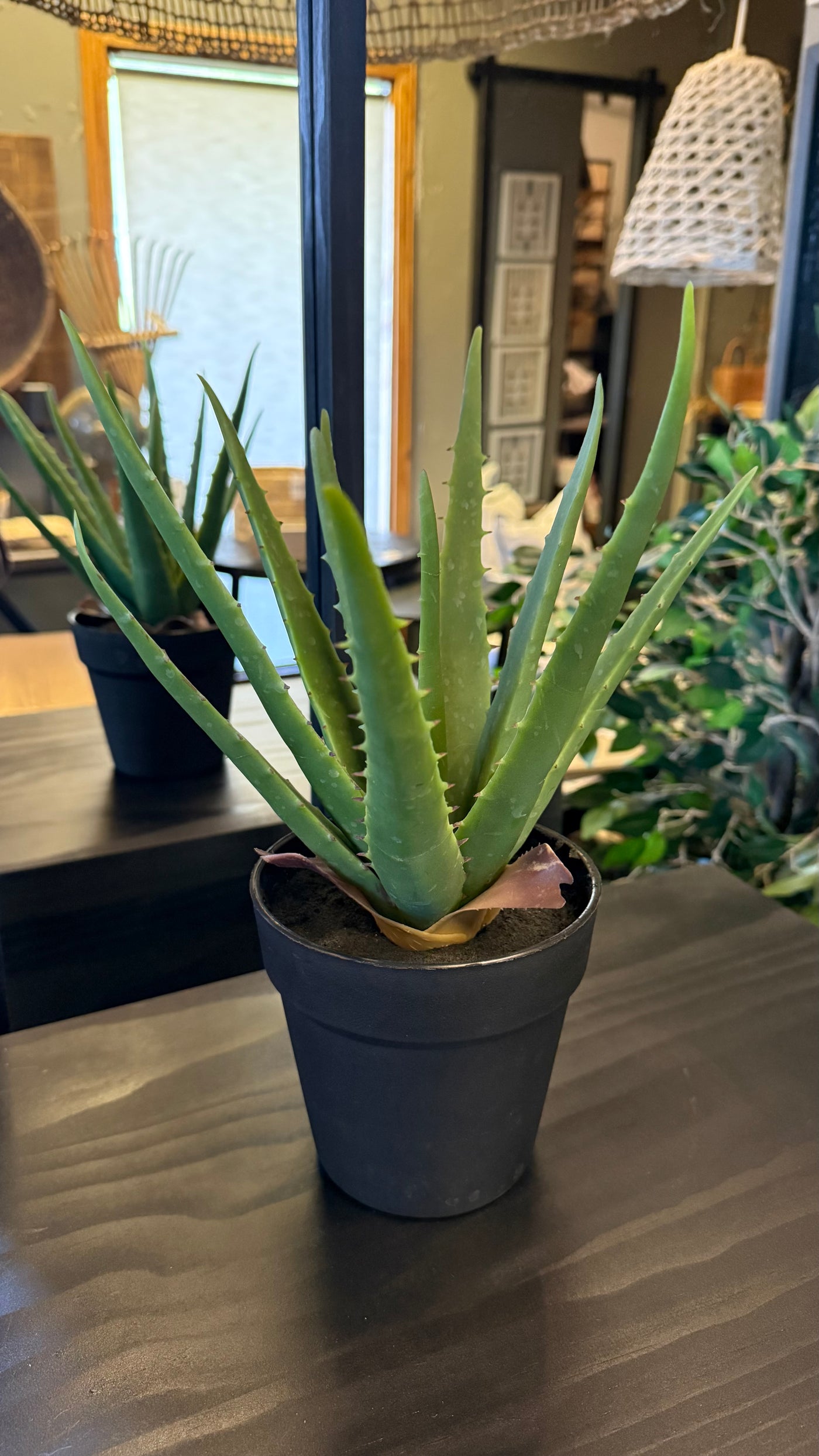 Aloe vera — En Maceta Negra Tamaño Mediano 14x33