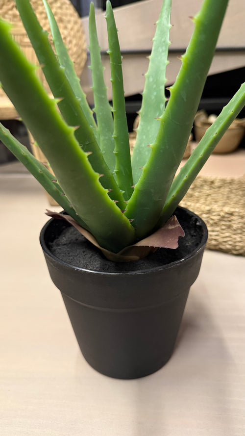 Aloe vera - En Maceta Negra Tamaño Mediano 14x33