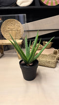 Aloe vera - En Maceta Negra Tamaño Mediano 14x33