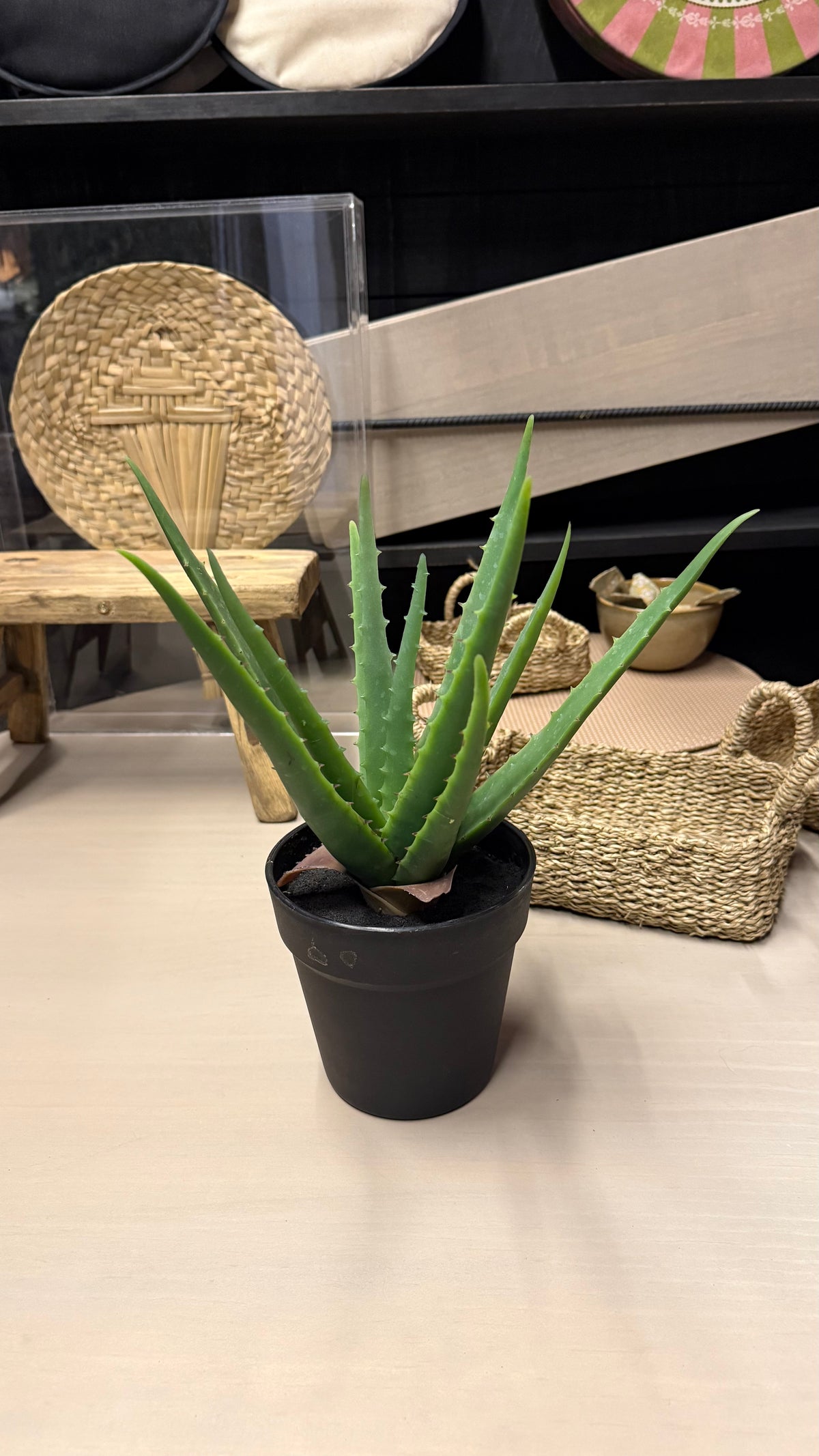 Aloe vera - En Maceta Negra Tamaño Mediano 14x33
