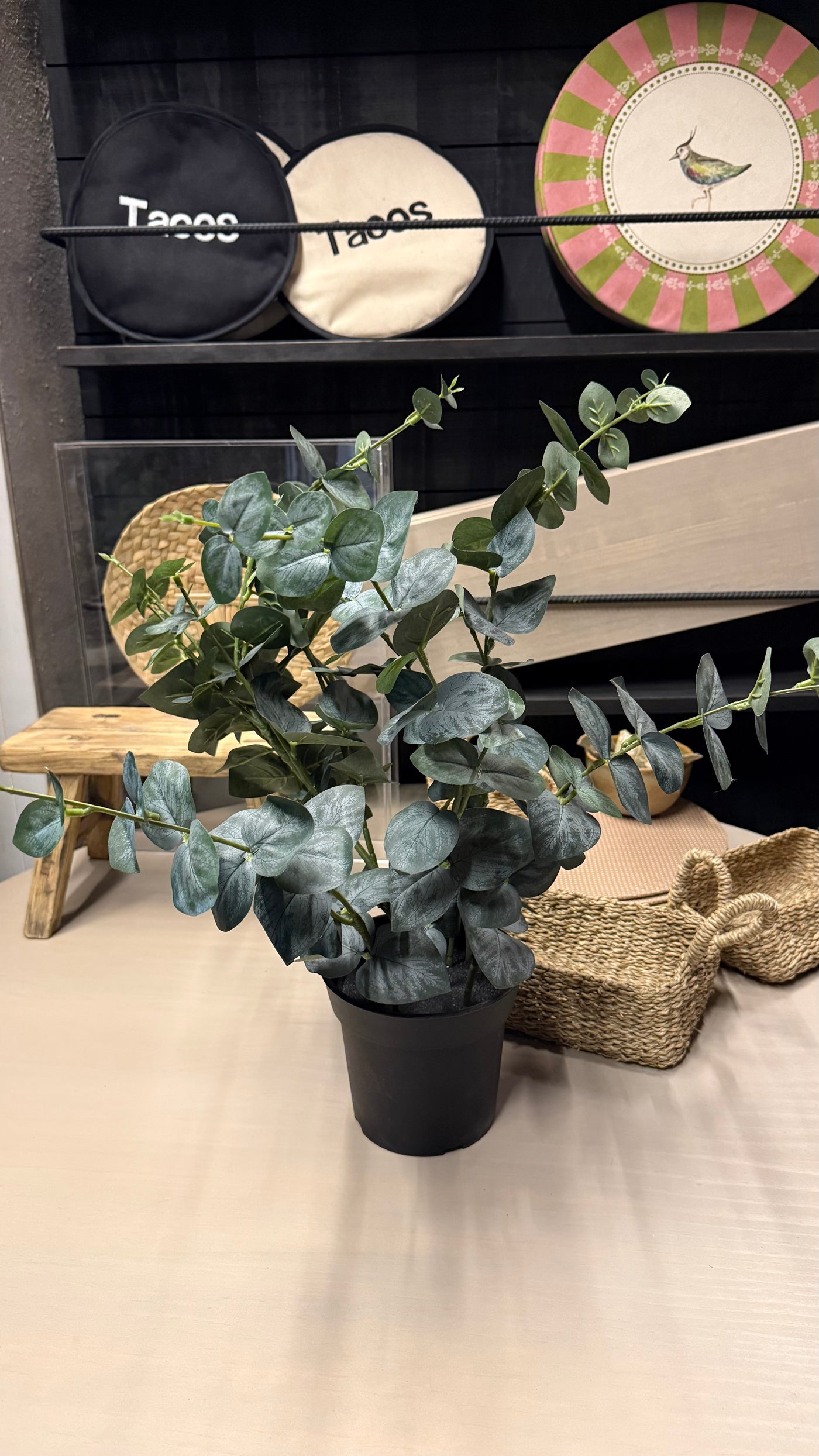 Planta eucalipto — En Maceta Negra Tamaño Mediano 20x20x58