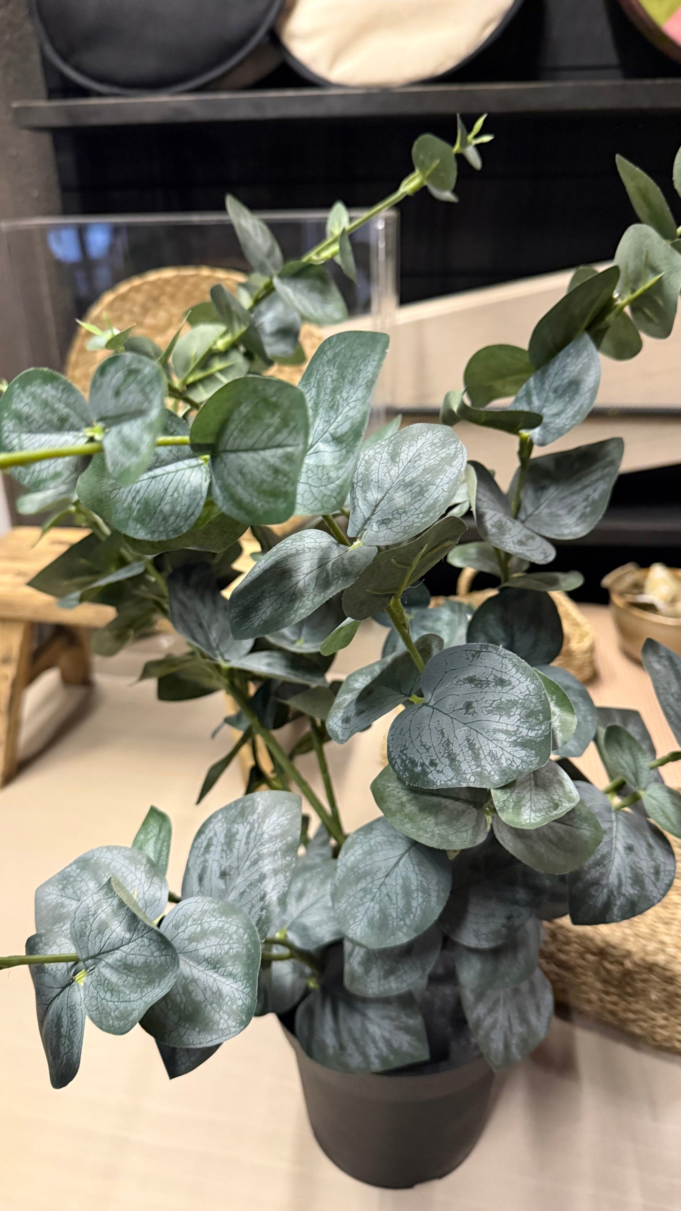 Planta eucalipto — En Maceta Negra Tamaño Mediano 20x20x58