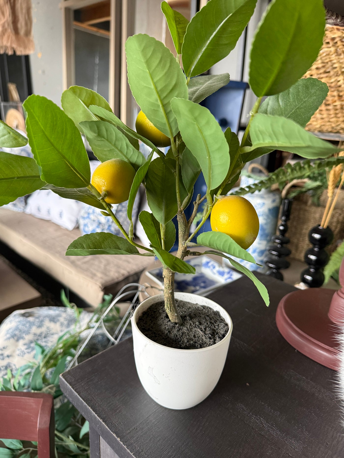 Planta de Limón con Maceta — Plástico Natural 10x38