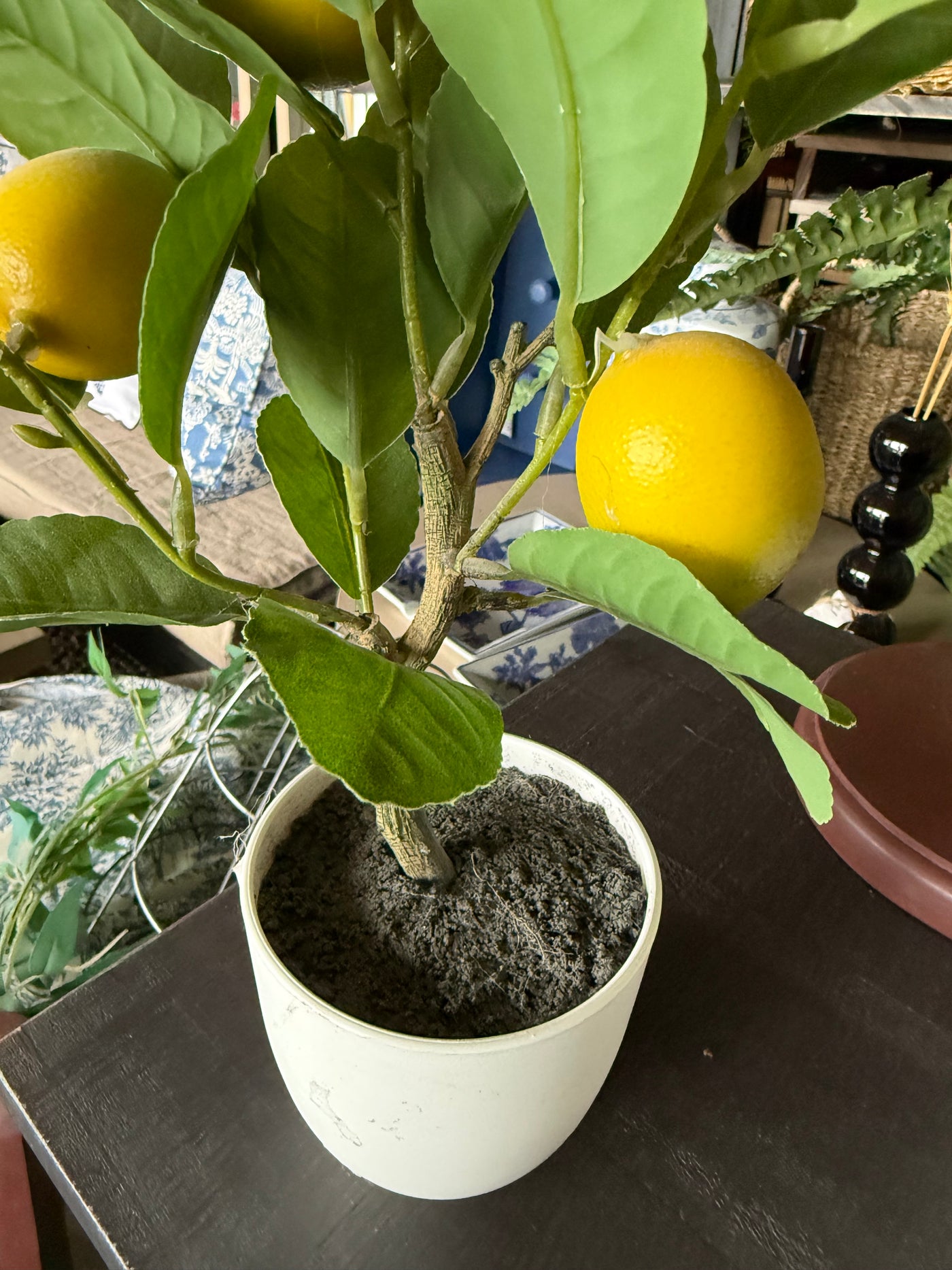 Planta de Limón con Maceta — Plástico Natural 10x38