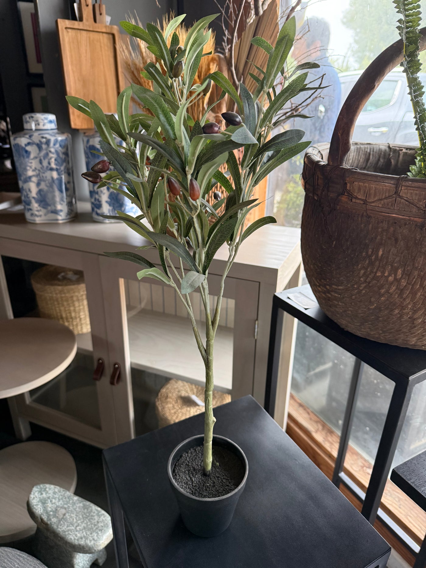 Árbol de Olivo — Natural 10x65