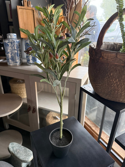 Árbol de Olivo - Natural 10x65