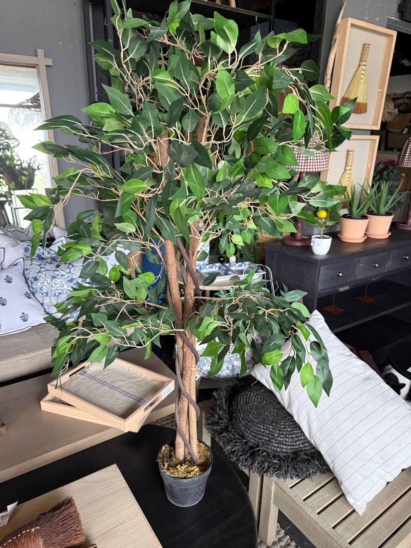 Planta Ficus — Natural 60x60x120