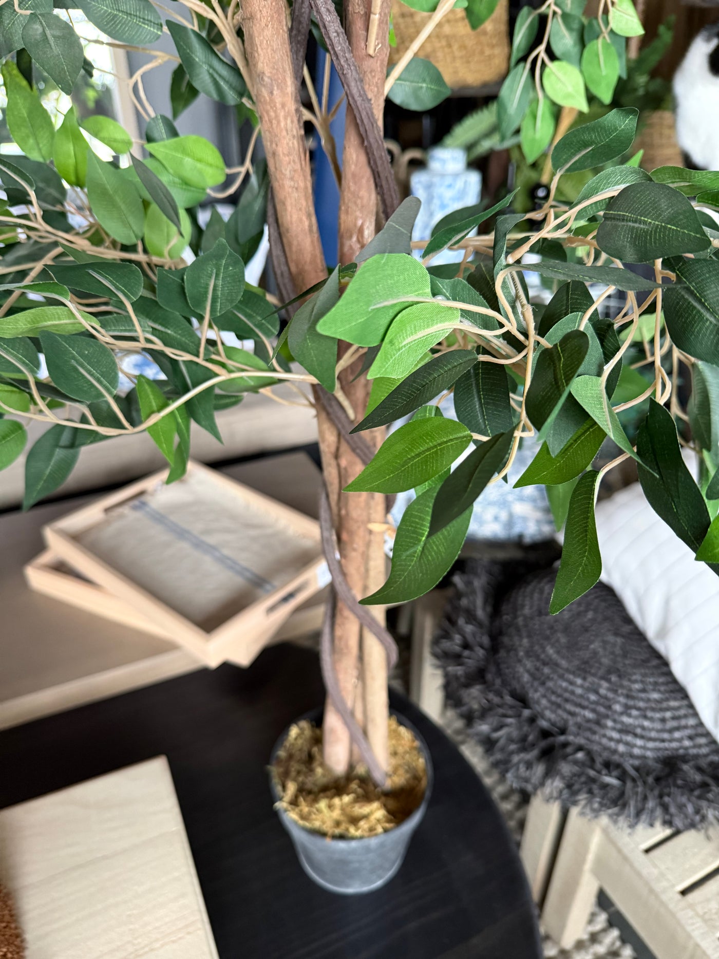 Planta Ficus — Natural 60x60x120