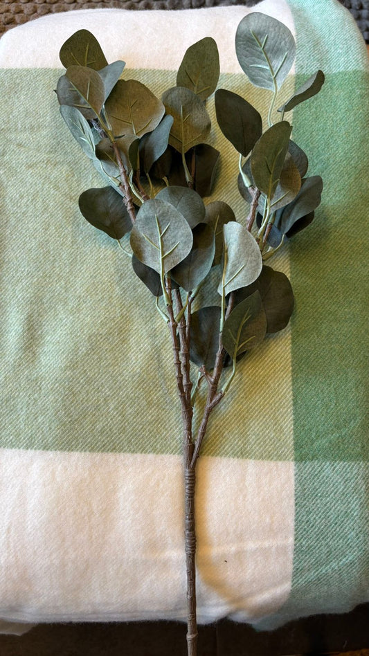Vara hojas eucaliptus