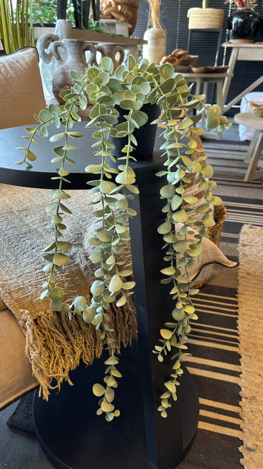 Planta en maceta colgante eucaliptus