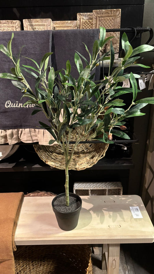 Arbol olivo 65 cm