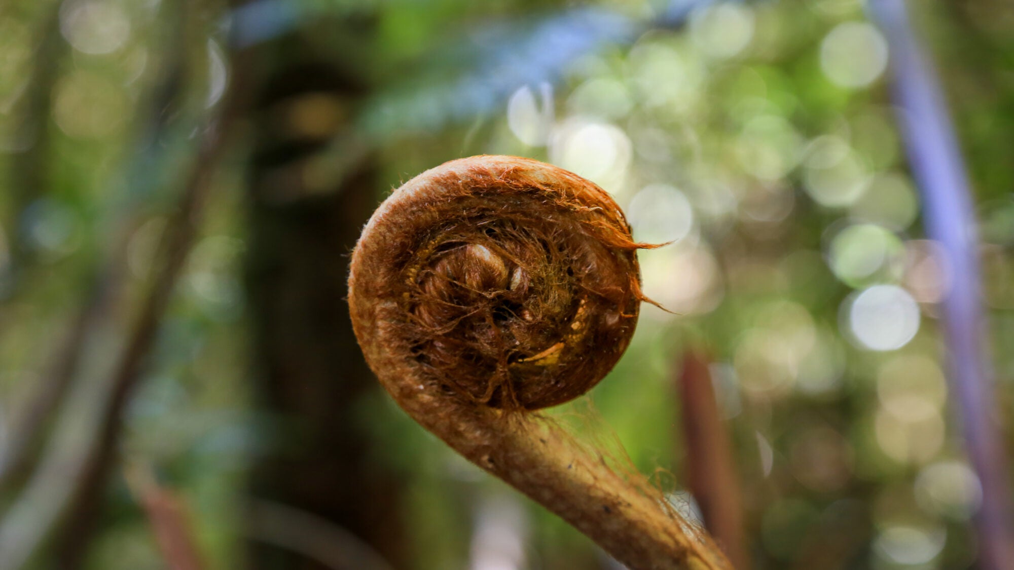 Helecho enroscado en el bosque valdiviano del sur de Chile