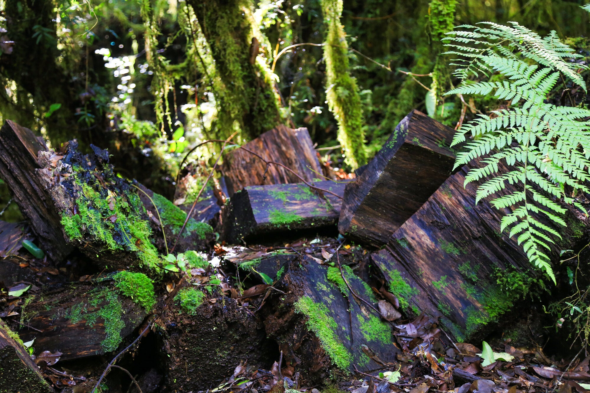 Madera nativa recién cortada en el bosque valdiviano, materia prima de Galpón de Diseño