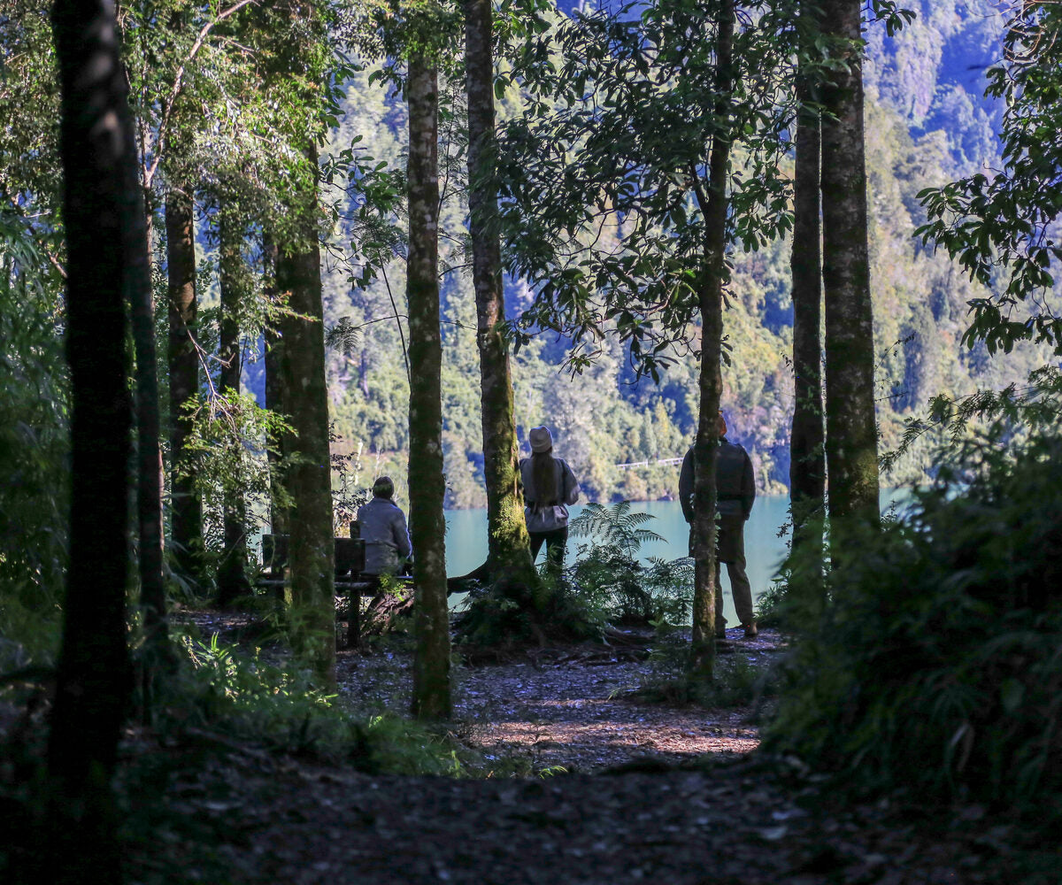 Bosque nativo y lago del sur de Chile, entorno de Galpón de Diseño en La Unión