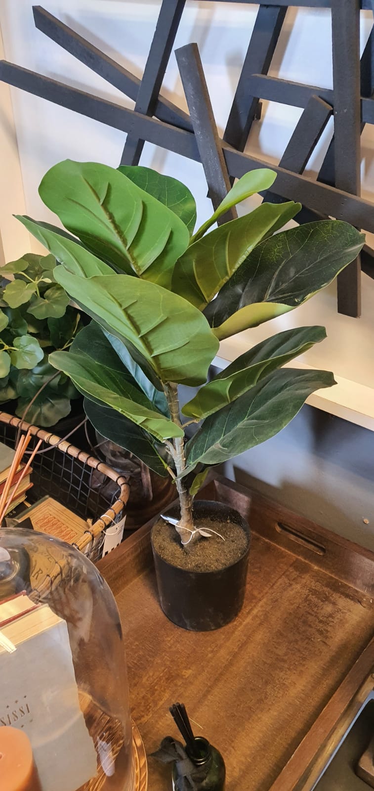Ficus lyrata 60 cm