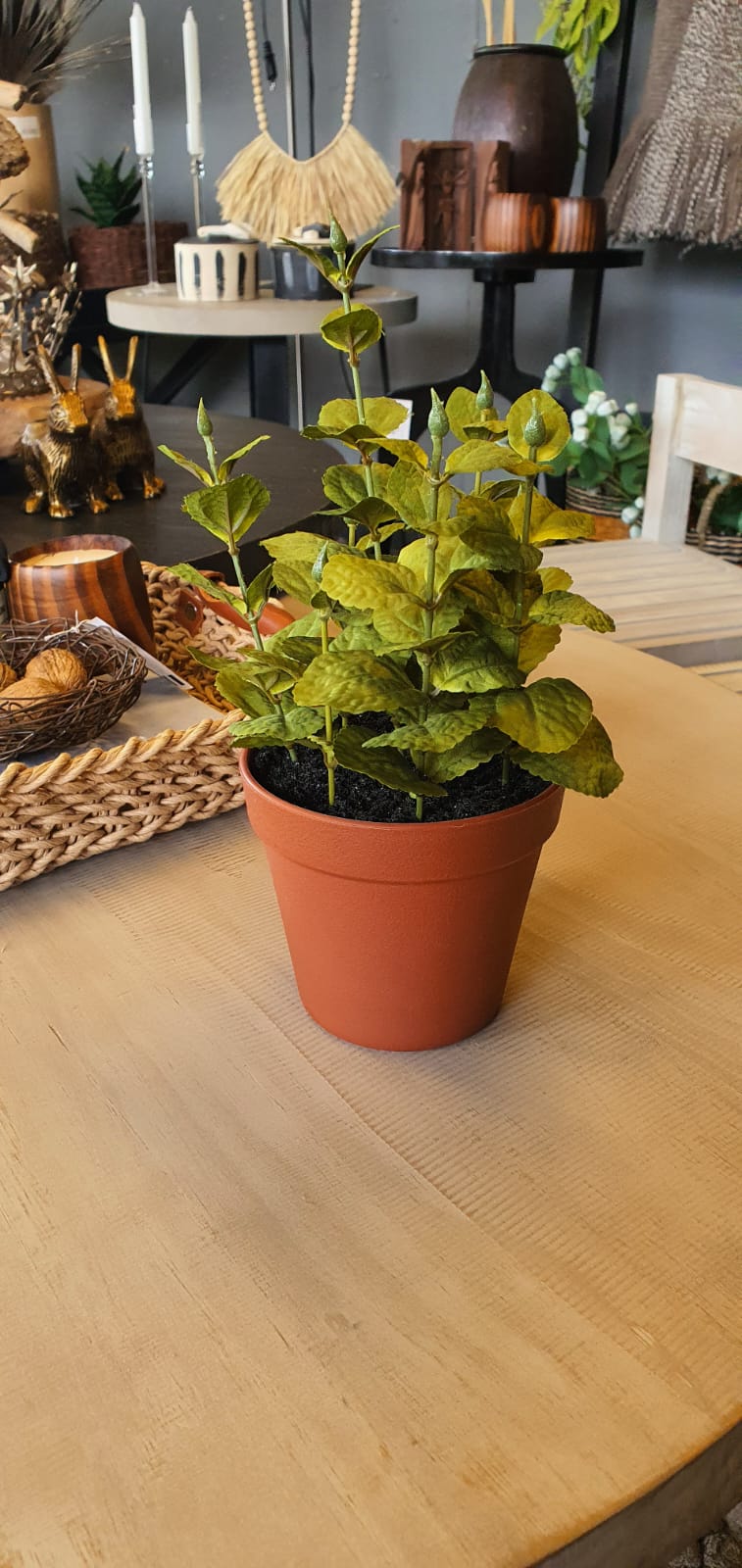 Planta menta