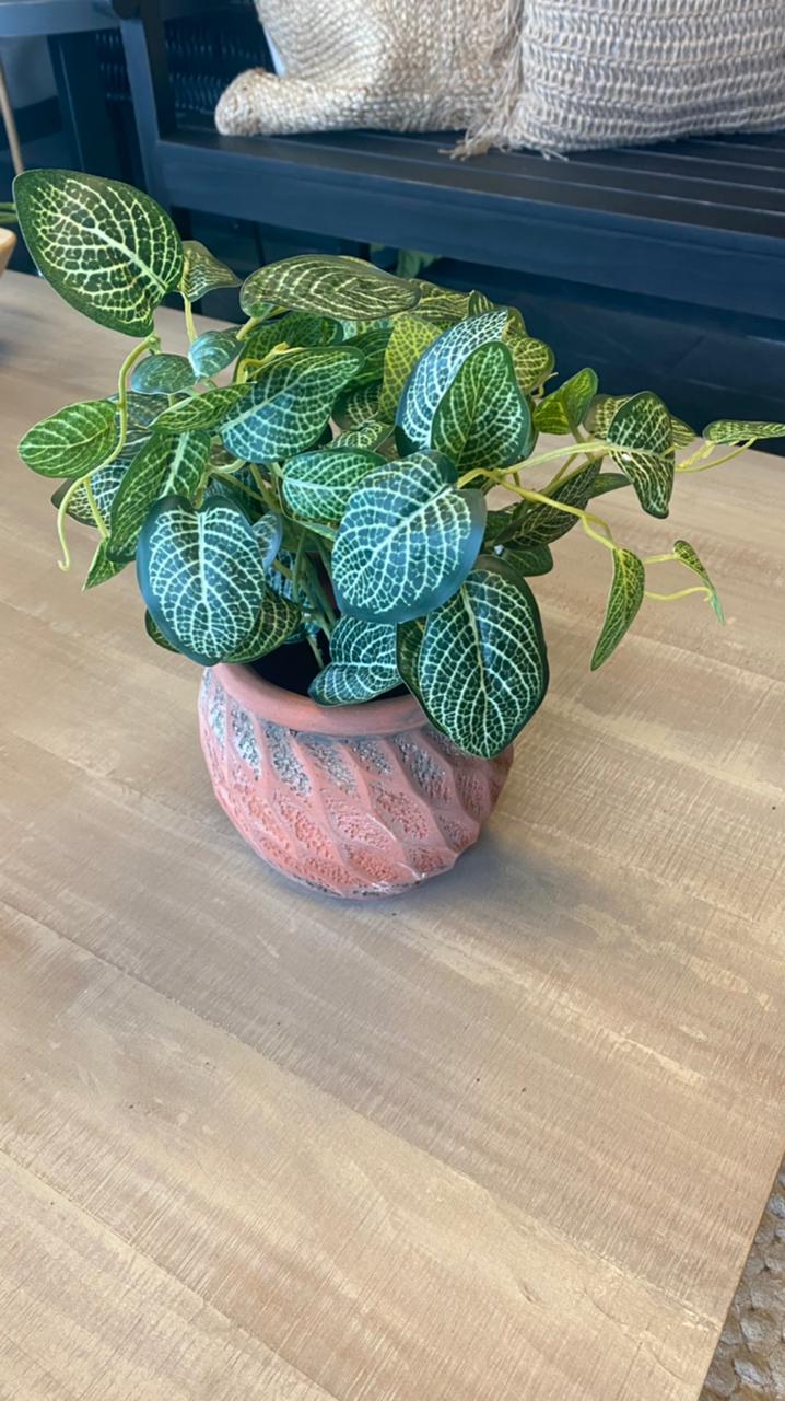 Planta fitonia macetero cemento 30 cm