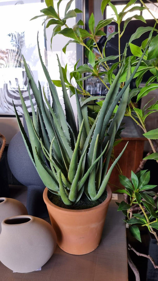 Planta aloe vera l