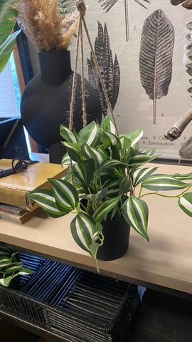 Planta colgante en maceta