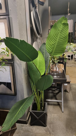 Planta bird 155 cm