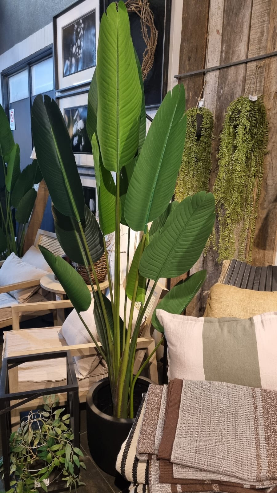 Planta bird 190 cm