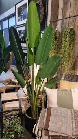 Planta bird 190 cm