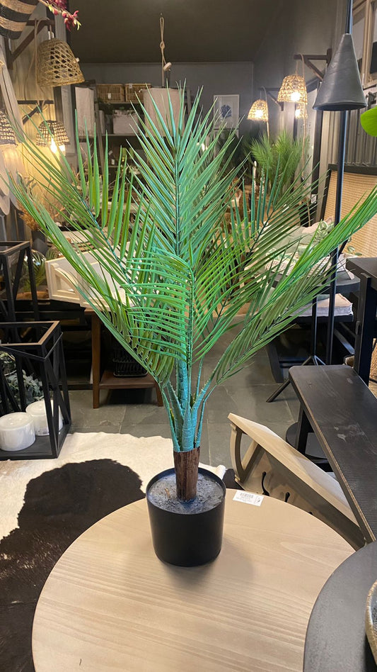 Palmera 80 cm