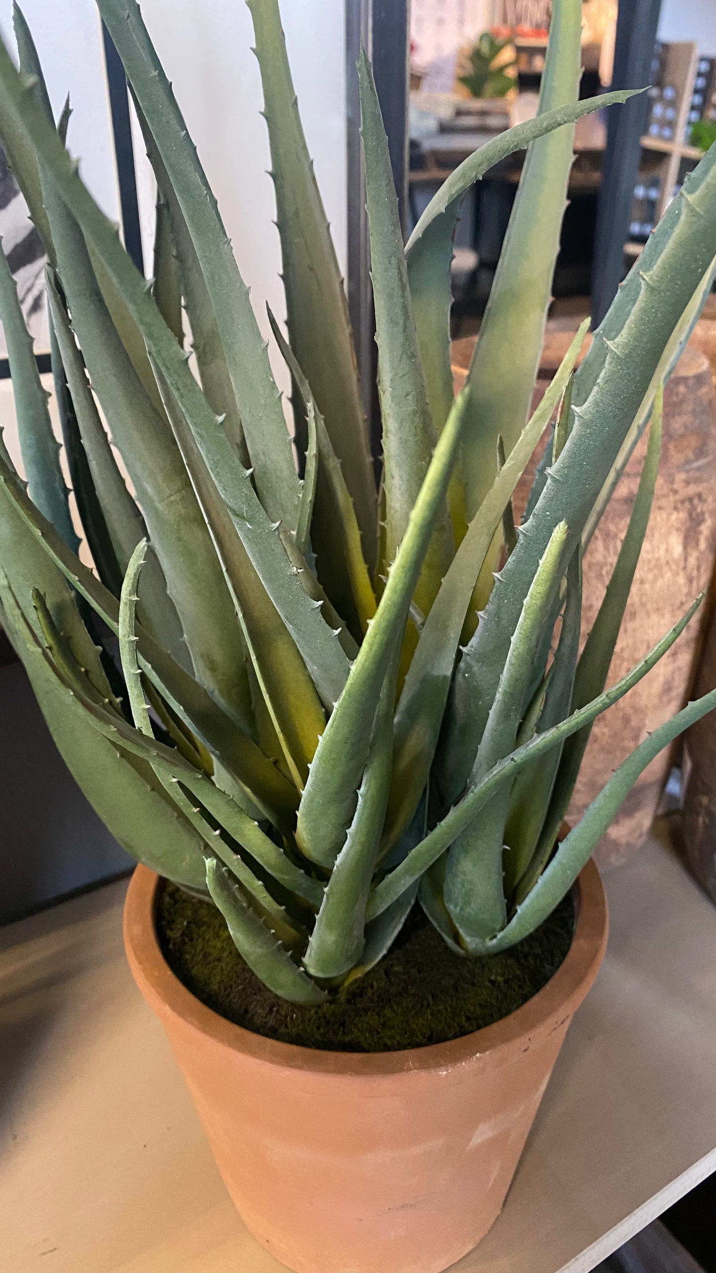 Planta aloe vera l