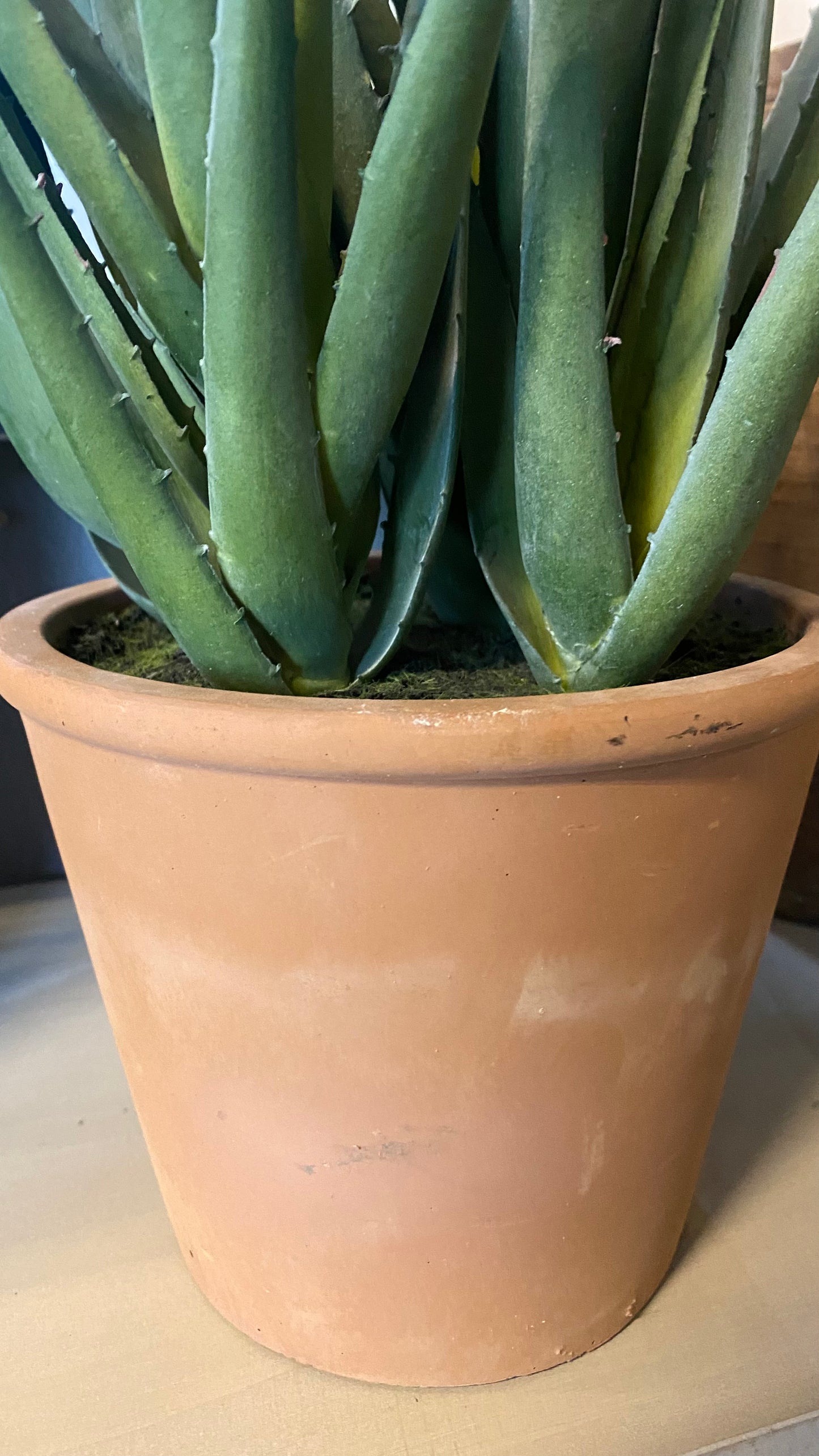 Planta aloe vera l
