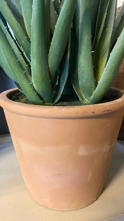 Planta aloe vera l