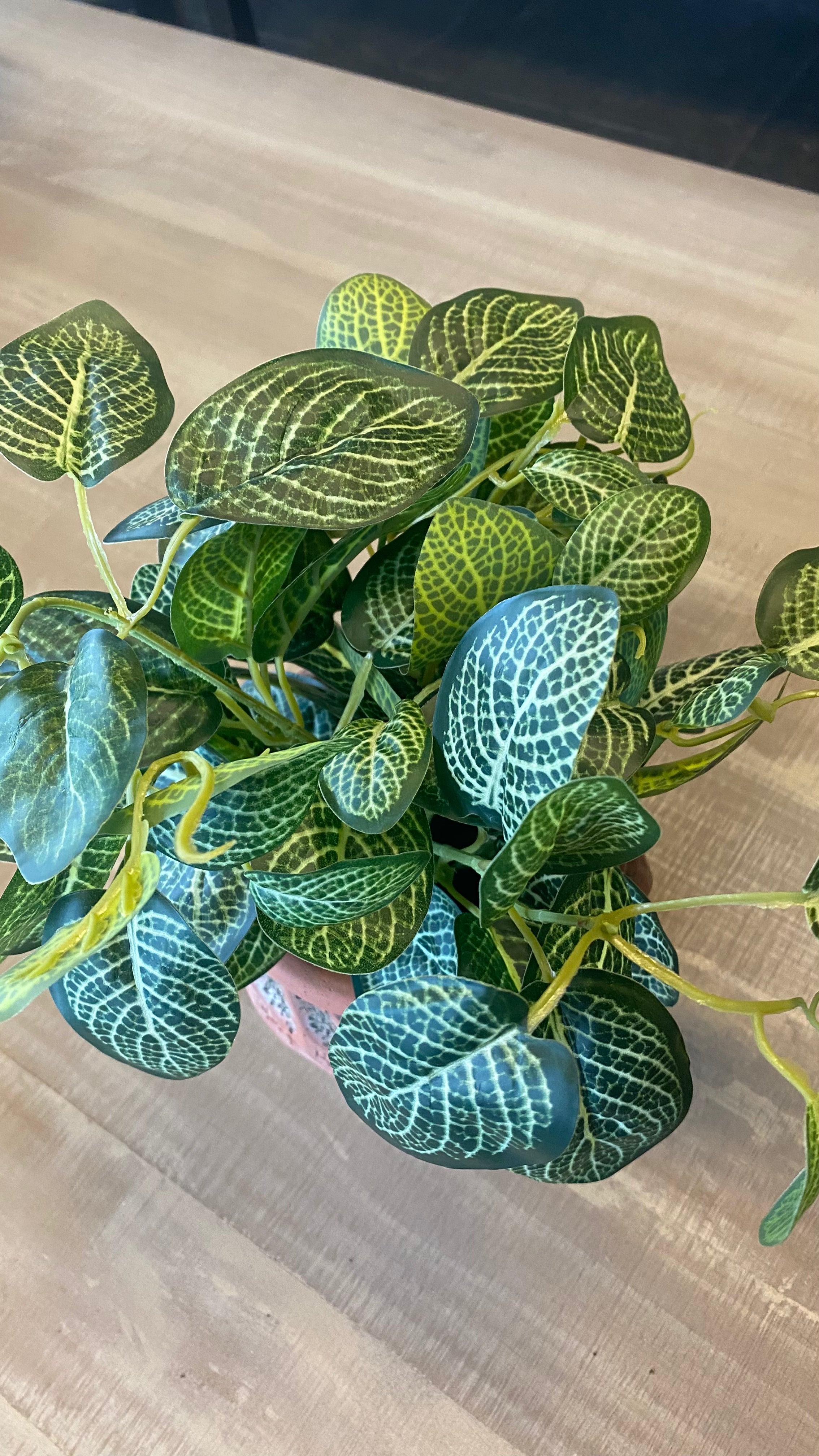 Planta fitonia macetero cemento 30 cm