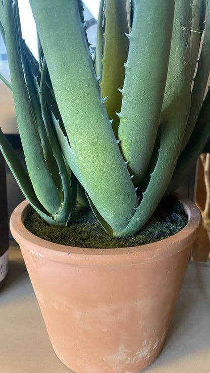 Planta aloe vera l